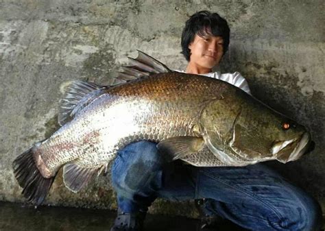 akame fish|Big Fishes of the World: JAPANESE LATES (Lates japonicus).